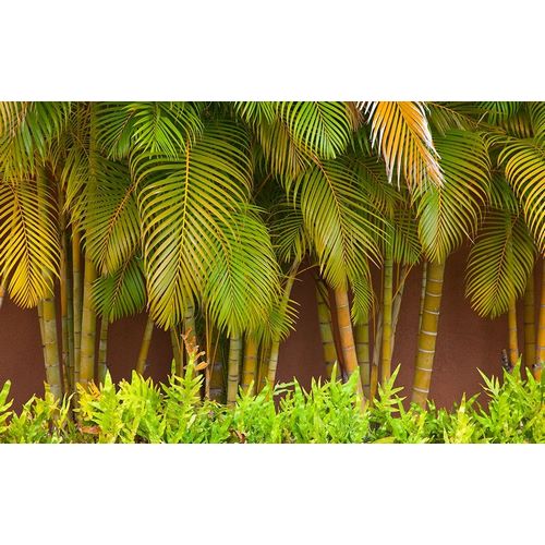 Hawaii-Maui-Kihei-Palm trees growing along wall